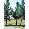 Loblolly Pine Tree Plants | 10 Live Seedlings | Pinus