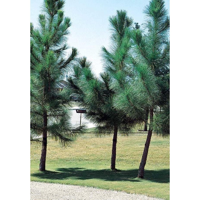 Loblolly Pine Tree Plants | 10 Live Seedlings | Pinus