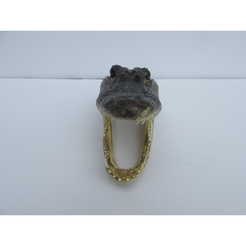 Atlantic Coral Enterprise Real Alligator head from a 4 foot