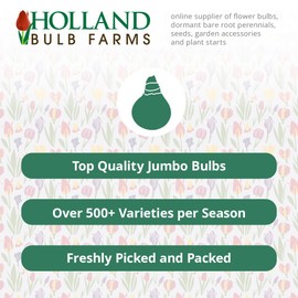 Wyoming Canna Flower Bulbs - 3 Bulbs per Pack - Attracts Butterflies and Hummingbirds - Deer Resistant - Grows Well in Containers - Easy to Grow Live Plants - Outdoor Garden