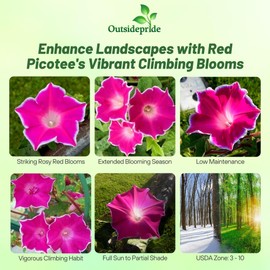 Outsidepride Red Picotee Morning Glory Seeds - 50 Pcs. Annual, Climbing & Vining Flower Seeds for Planting Large Star-Shaped Red Blooms, Ideal for Gardens, Trellises & Vertical Landscapes