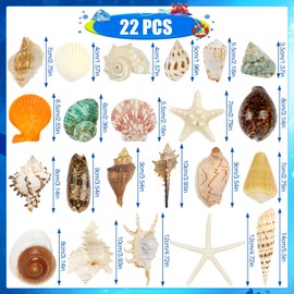 Fangoo 22 PCS Large Seashells Mixed Beach Sea Shells Ocean Starfish,Natural Colorful Sea Shells Starfish Up to 16CM, Large Seashells Perfect for Beach Theme Party Home Decor DIY Crafts Fish Tank Decor