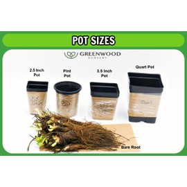 Greenwood Nursery: Live Ground-Cover Plants - Red Creeping Thyme + Thymus Praecox 'Coccineus' - [Qty: 10x Pint Pots] - (Click for Other Available Plants/Quantities)