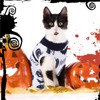 Xuniea 4-Piece Halloween Cat Surgery Recovery Suit - Wound Surgical