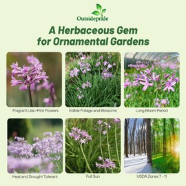 Outsidepride Society Garlic Seeds for Planting - 50 Pcs Perennial, Low Maintenance, Purple Flowers, Fresh Garlic & Garlic Chives for Herb Gardens, Culinary Use, Easy to Grow, Vibrant Blooms