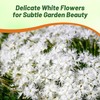 Outsidepride Arenarius White Dianthus Seeds for Planting - 2000 Pcs