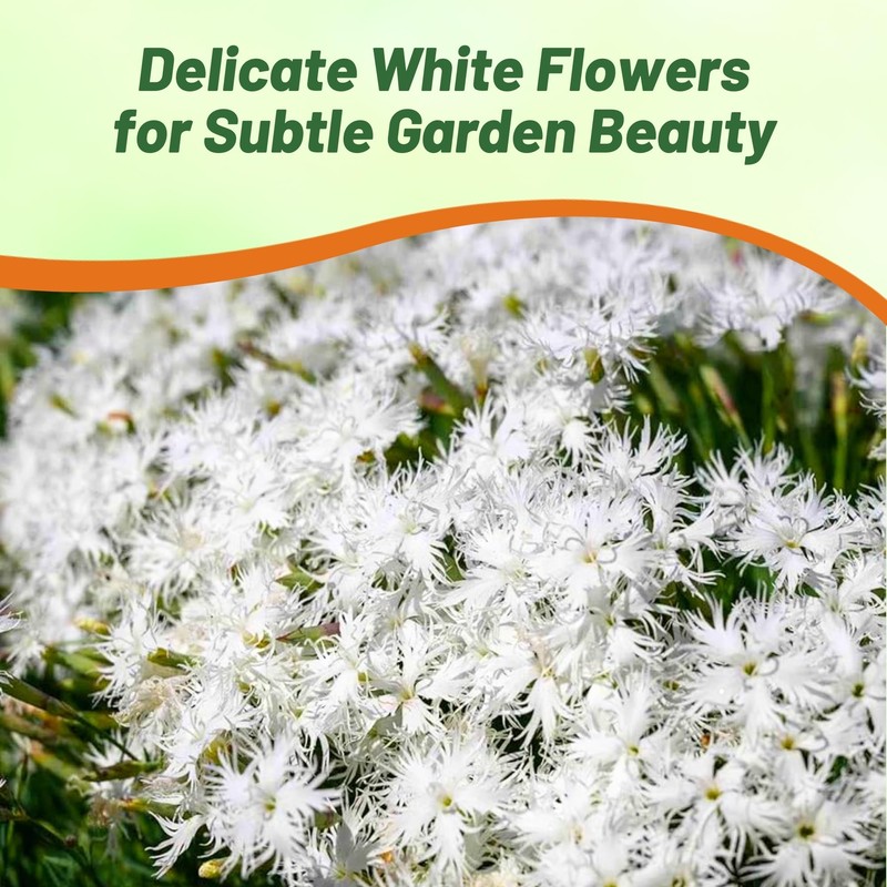 Outsidepride Arenarius White Dianthus Seeds for Planting - 2000 Pcs