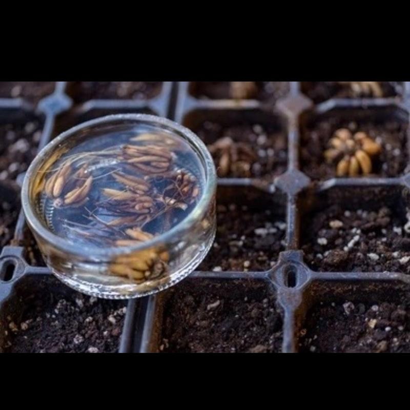 (10) LaBelle Champagne Ranunculus Corms Bulbs Tubers Spring Garden Flowers