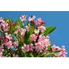 Oleander Seeds, 4 Color Mix, RED, Dark Pink, Light Pink,