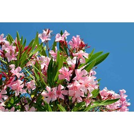 Oleander Seeds, 4 Color Mix, RED, Dark Pink, Light Pink, & White