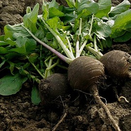 Radish Garden Seeds - Black Spanish Round - 1 Lb - Non-GMO Vegetable Gardening Seeds by Mountain Valley