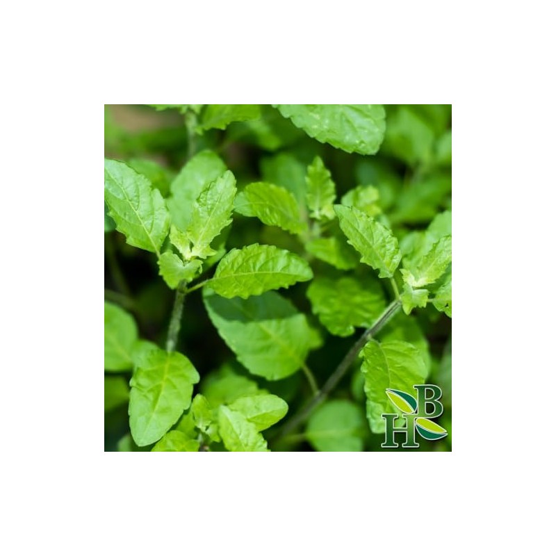 Herb To Body Red Clover Tops C/S | Cut &