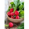 Seeds Radish Red Ball 22 Day Heirloom Vegetable for Planting