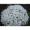 Classy Groundcovers, Phlox subulata 'Snowflake' (Flat of 18 Pots, 3