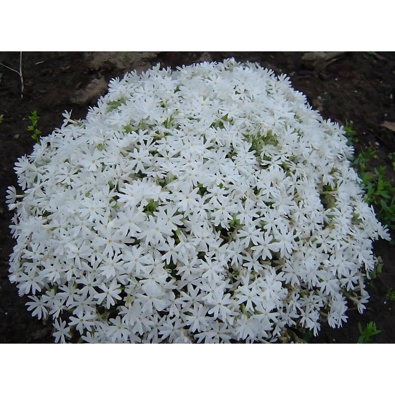 Classy Groundcovers, Phlox subulata 'Snowflake' (Flat of 18 Pots, 3
