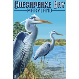 Chesapeake Bay, Maryland - Blue Heron (16x24 Giclee Gallery Print, Wall Decor Travel Poster)