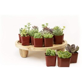 Plants R Us | 20 Pack Succulents in 2" Grow Pots-Indoor/Outdoor Live Plants and Decor Hardy & Easy Care