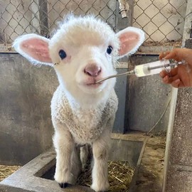 30ml Reusable Goat Syringe with 2 Drench Nozzle,Adjustable Dosage Detachable Drench Syringe for Sheep,Rabbit,Cat,Dog ,Goat Suppplies