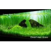 4 Pack Aquarium Plant S.e.e.ds, no Artificial Plastic Plant, Fish