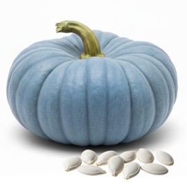Exotic Blue Pumpkin Seeds | 20 Seeds Packet | Blue Jarrahdale Pumpkin Seeds