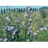 Little Seeds Store 1000+CHICORY Flower Seed Organic Natural Herbal Tea