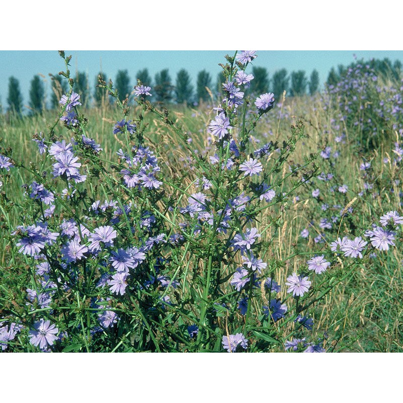 Little Seeds Store 1000+CHICORY Flower Seed Organic Natural Herbal Tea