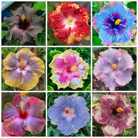 250+ Hibiscus Flower Seeds for Planting - Giant Flower Tropical Potted Plants Seeds Non-GMO Heirloom Seeds Fresh Perennial Exotic Plant Bonsai Seeds