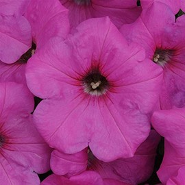 Petunia - Easy Wave Flower Garden Seed - 100 Pelleted Seeds - Neon Rose Blooms - Annual Flowers - Spreading Low Growing Petunias