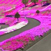 20000+ Purple Creeping Thyme Seeds for Planting Ground Cover Magic