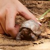 Schleich Wild Life- 7"Realistic Giant Tortoise Toy Animal Figurine -