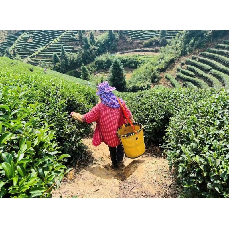High Mountain Oolong Tea 125g Rare Popular High-altitude Pollution-free Premium