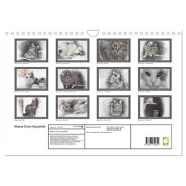 Maine Coon Aquarelle (Wall Calendar 2026 DIN A4 Landscape), CALVENDO Monthly Calendar