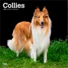 Collies | 2026 12 x 24 Inch (Hanging) Monthly Square