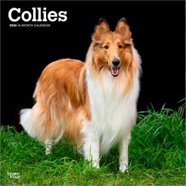 Collies | 2026 12 x 24 Inch (Hanging) Monthly Square Wall Calendar | BrownTrout | Animals Dog Breeds
