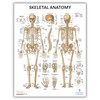 Anatomy Lab 3 PACK Muscular, Skeletal, and Ligaments of the
