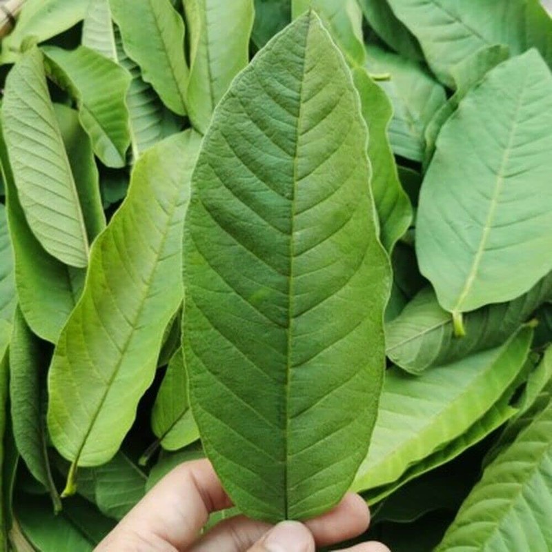 Organic Guava Leave In Bulk Herbal Tea Specialty Tea (250g)