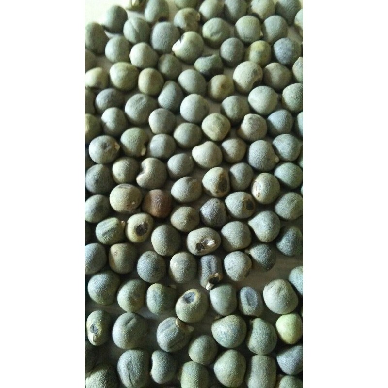 Fresh 100+ Organic CLEMSON SPINELESS 80 OKRA SEEDS - Đậu