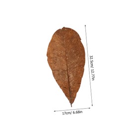 CIYODO 20pcs Dried Leaf for Sushi Plate Elegant Japanese Food Decorations for Sashimi Serving Versatile Leaf Decor for Various Occasions for Home and Restaurant Use