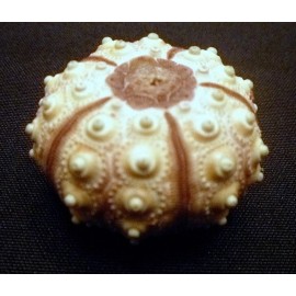 Two Sputnik Urchins 1.5 - 3" purple sea urchin without spines beach decor home