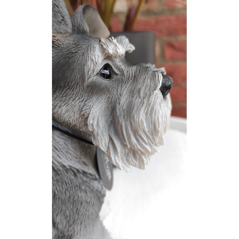 Vivid Arts (Miniature Schnauzer Sitting