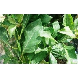Kovafood Whole Bitter Leaf From West Africa I Make Bitter Leaf Leaves Tea I Unmashed I Vernonia Amygdalina I Bitter Tonic - 5oz