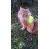 Mynwood Cat Jacket/Harness High Viz Kitten up to 8month