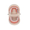 Dental Caries Study Tool Adult Standard Typodont Demonstration Teeth Model