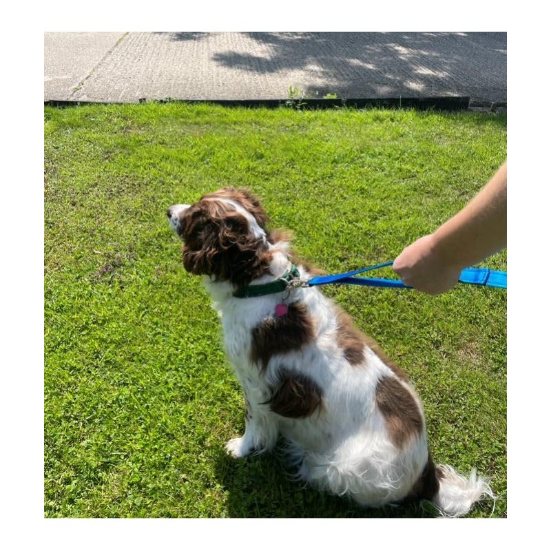 Double Handle Dog Leads 2m Long Quick Grab Handle For