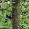 MHLLGN Solar Black Bear Tree Hugger for Outside, Animal Garden