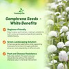 Outsidepride White Gomphrena Seeds - 1000 Pcs Annual, Heat &