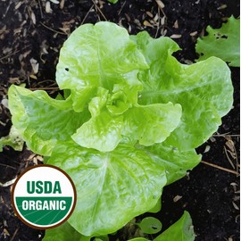 Everwilde Farms - 500 Organic Tom Thumb Leaf Lettuce Seeds - Gold Vault Packet