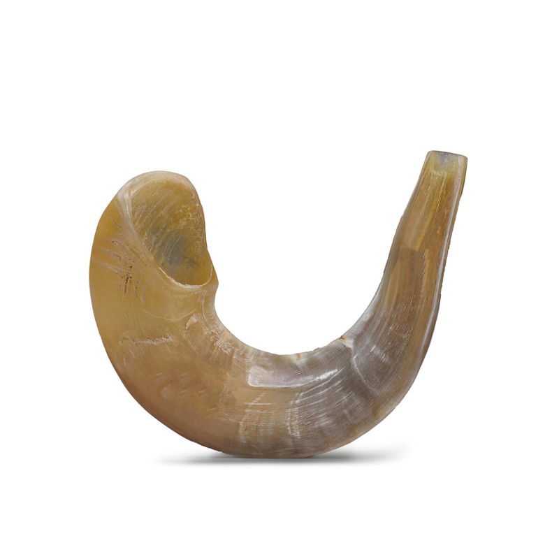 Original Ram Horn Shofar Natural Colors (17,3¨-19,6")