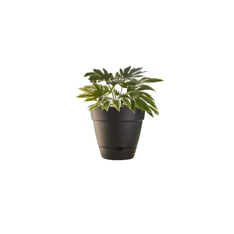 Northcote Pottery Leonard Self-Watering Pot, 20 x 18 cm Size,