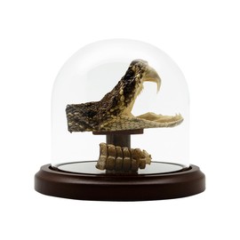 Treasure Gurus Eastern Diamondback Rattlesnake Head/Tail Rattle in Glass Dome Display 100% Real Taxidermy